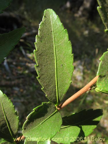 Azara lanceolata的照片